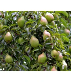 Winterbirne 'Alexander Lucas'