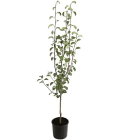 Pflanzen Promotion Geschäft -Pflanzen Promotion Geschäft 7602709 PR FS 001 PyrusBirneAlexanderLucasBUDehnerExpressHerzig 1