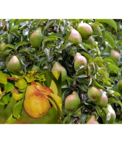 Birnen-Duo 'Clapps Liebling'/'Alexander Lucas'