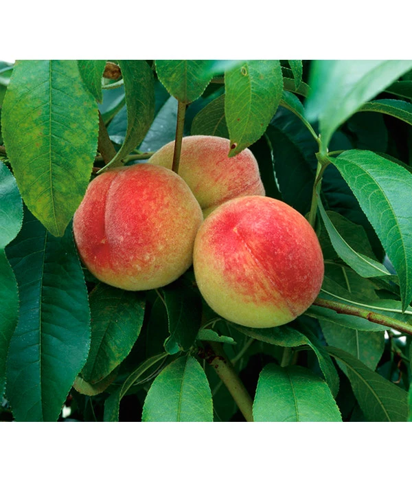 Dehner Pfirsich 'Amsden' 1 Dehner Pfirsich 'Amsden'