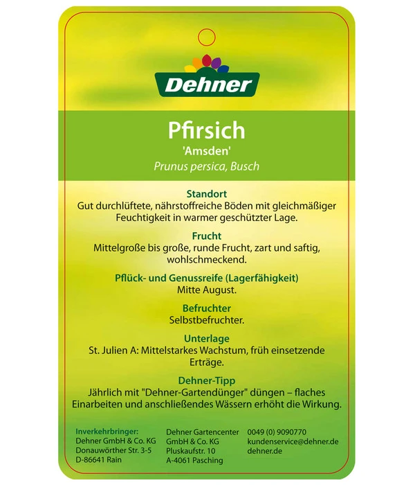 Dehner Pfirsich 'Amsden' 3 Dehner Pfirsich 'Amsden' – Bild 3