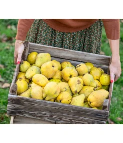 Apfelquitte -Pflanzen Promotion Geschäft 7604978 WE MO 001 Quittenkorb 1