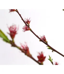 Dehner Pfirsich 'Benedicte' -Pflanzen Promotion Geschäft 7611155 WE DE 001 PfirsichBenedicteDehnerExpressHerzig