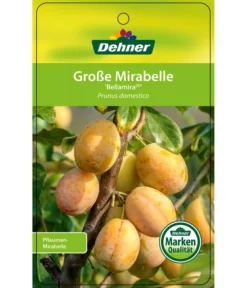 Dehner Mirabelle 'Bellamira' -Pflanzen Promotion Geschäft 7611163 GrosseMirabelleBellamira Etikett 1