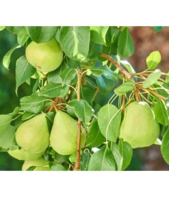 Zwergbirne 'Luisa' -Pflanzen Promotion Geschäft 7611999 WE DE 003 PyrusZwergbirneBirnePixabay