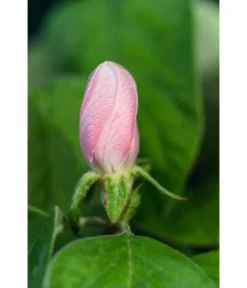 Birnenquitte -Pflanzen Promotion Geschäft 7612286 WE DE 002 CydoniaOblongaQuitteLucknerMai2015