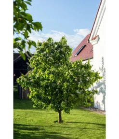 Birnenquitte -Pflanzen Promotion Geschäft 7612286 WE MO 003 CydoniaOblongaQuitteLucknerMai2015