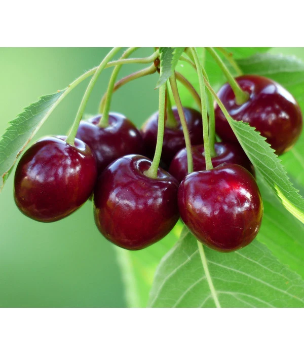 Bio Süßkirsche 'Sunburst' 1 Bio Süßkirsche 'Sunburst'