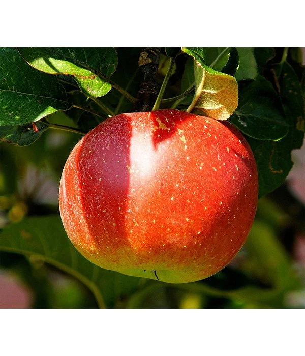 Bio Winterapfel 'Cox Orange Pippin' 1 Bio Winterapfel 'Cox Orange Pippin'