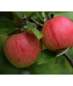 Bio Winterapfel 'Benoni'