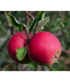 Bio Herbstapfel 'Elstar'