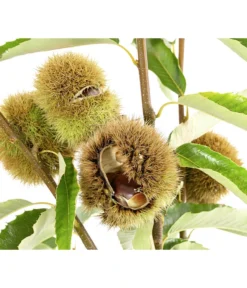 Esskastanie 'Bouche De Betizac'