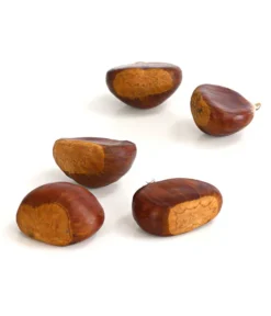 Esskastanie 'Bouche De Betizac' 9 Esskastanie 'Bouche De Betizac' -Pflanzen Promotion Geschäft 7621998 WE DE 003 EsskastanieMaroneCastaneaSativaDehnerExpressHerzig