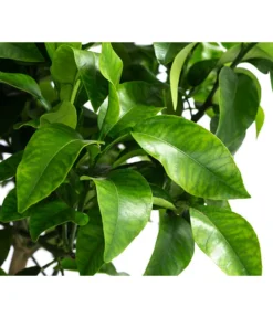 Rosafarbene Grapefruit 5 Rosafarbene Grapefruit -Pflanzen Promotion Geschäft 7622673 WE DE 002 CitrusParadisiiRosaGrapefruitT20