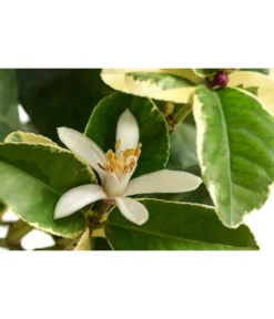 Weißbunte Zitrone 'Variegata' -Pflanzen Promotion Geschäft 7623051 WE DE 001 CitrusZitroneVariegataT20