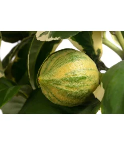 Weißbunte Zitrone 'Variegata' -Pflanzen Promotion Geschäft 7623051 WE DE 002 CitrusZitroneVariegataT20