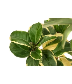 Weißbunte Zitrone 'Variegata' -Pflanzen Promotion Geschäft 7623051 WE DE 003 CitrusZitroneVariegataT20