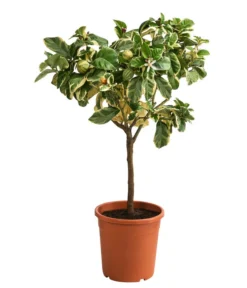 Weißbunte Zitrone 'Variegata'