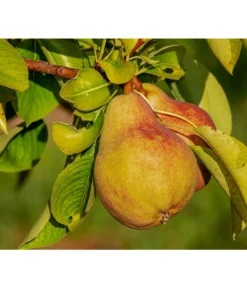 Sommerbirne 'Clapps Liebling'