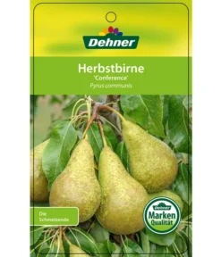 Herbstbirne 'Conference' 14 Herbstbirne 'Conference' -Pflanzen Promotion Geschäft 7625908 HerbstbirneConference Etikett 1
