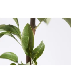 Herbstbirne 'Conference' 13 Herbstbirne 'Conference' -Pflanzen Promotion Geschäft 7625908 PR DE 001 BirneConferencePyrusBusch95LiterDehnerExpressZS