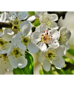 Herbstbirne 'Conference' 10 Herbstbirne 'Conference' -Pflanzen Promotion Geschäft 7625908 PR DE 003 PyrusBirneConferenceBluetePixabay