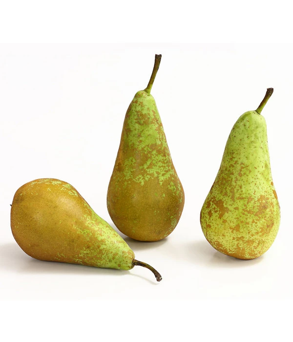 Herbstbirne 'Conference' 4 Herbstbirne 'Conference' – Bild 4