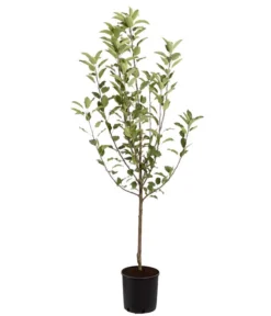 Winterapfel 'Cox Orange' -Pflanzen Promotion Geschäft 7626518 PR FS 001 ApfelCoxOrangeMalusBusch95LiterDehnerExpressZS