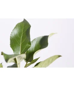 Herbstapfel 'Elstar' -Pflanzen Promotion Geschäft 7639164 PR DE 001 ApfelElstarMalusBusch95LiterDehnerExpressZS