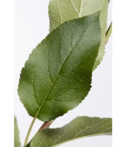 Apfel-Duo 'Jonagold'/'Elstar' -Pflanzen Promotion Geschäft 7639248 PR DE 001 ApfelElstarJonagoldDuoMalus95LiterDehnerExpressZS