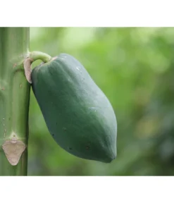 Papaya 5 Papaya -Pflanzen Promotion Geschäft 7641301 WE DE 001 CaricaPapaya