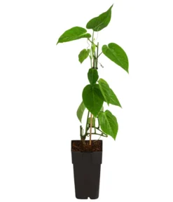 Süße Granadilla -Pflanzen Promotion Geschäft 7641319 WE FS 001 SuesseGrenadilleExoten