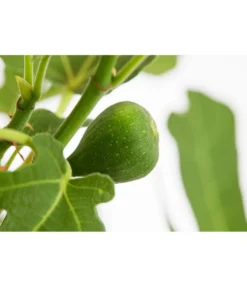 Feige 'Brown Turkey' -Pflanzen Promotion Geschäft 7642937 PR DE 001 FicusCaricaFeigeBrownTurkey7 5LDehnerExpressZS