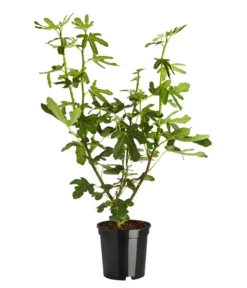 Feige 'Grise De Tarascon'