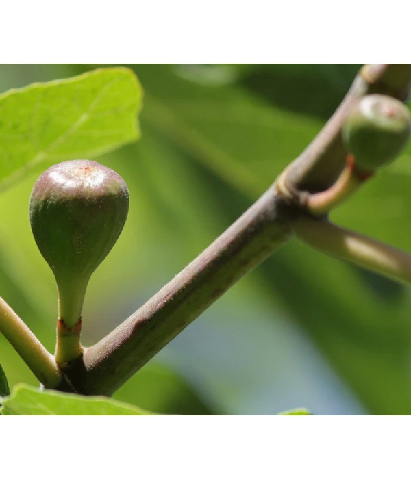 Feige 'Little Miss Figgy®' 1 Feige 'Little Miss Figgy®'