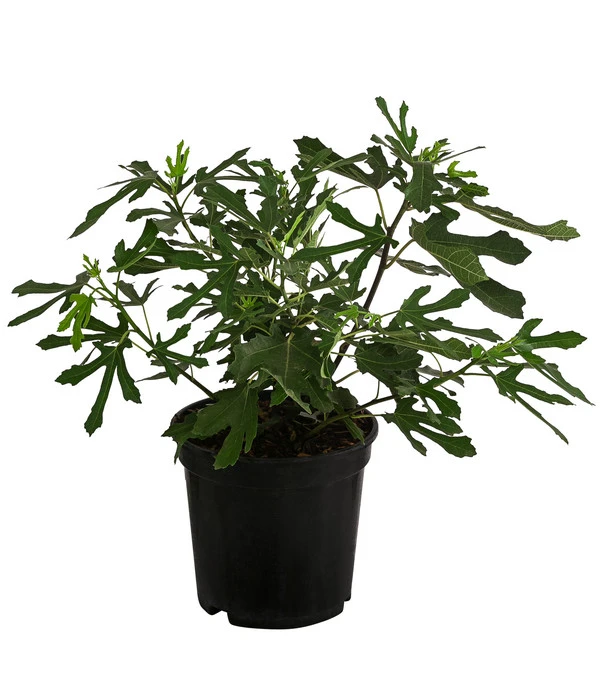 Feige 'Little Miss Figgy®' 2 Feige 'Little Miss Figgy®' – Bild 2