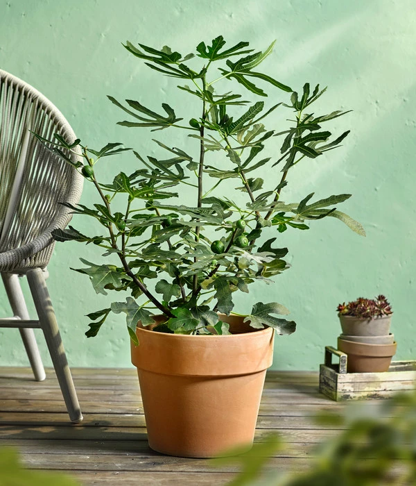 Feige 'Little Miss Figgy®' 3 Feige 'Little Miss Figgy®' – Bild 3