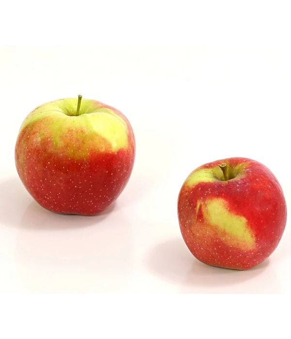 Winterapfel 'Florina' 1 Winterapfel 'Florina'