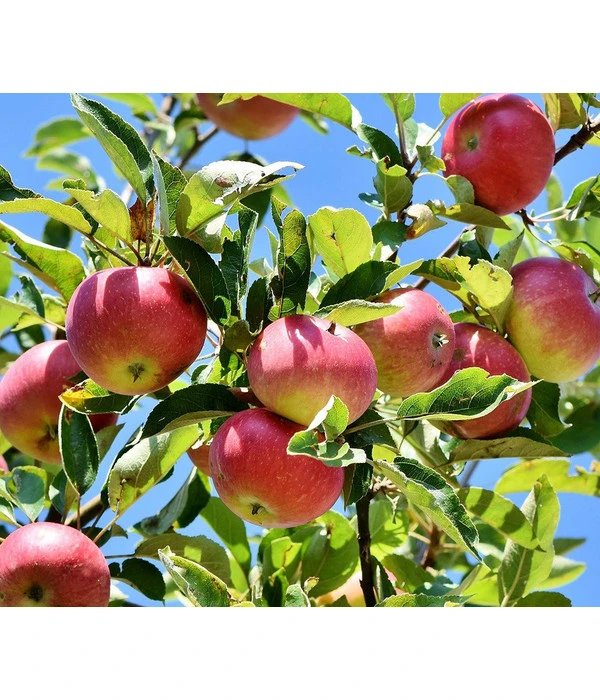 Winterapfel 'Florina' 2 Winterapfel 'Florina' – Bild 2