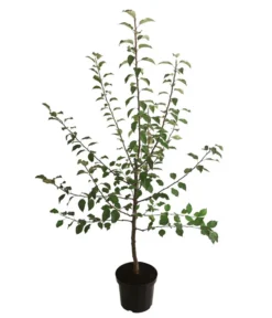 Winterapfel 'Florina' 5 Winterapfel 'Florina' -Pflanzen Promotion Geschäft 7644636 WE FS 001 ApfelbaumMalusApfelFlorina