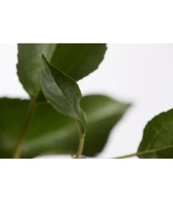 Herbstapfel 'Gala' -Pflanzen Promotion Geschäft 7645880 PR DE 001 ApfelGalaBuschMalus95LiterDehnerExpressZS