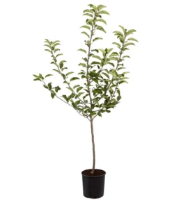 Herbstapfel 'Gala' -Pflanzen Promotion Geschäft 7645880 PR FS 001 ApfelGalaBuschMalus95LiterDehnerExpressZS