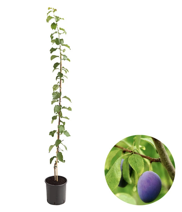 Säulenzwetschge 'Geisenheimer Top' 1 Säulenzwetschge 'Geisenheimer Top'