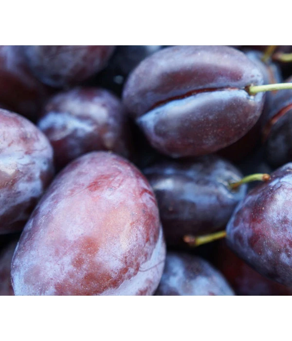 Säulenzwetschge 'Geisenheimer Top' 2 Säulenzwetschge 'Geisenheimer Top' – Bild 2