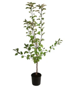 Herbstapfel 'Gerlinde' -Pflanzen Promotion Geschäft 7648413 WE FS 001 ApfelbaumMalusApfelGerlinde