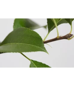 Sommerbirne 'Gute Luise' -Pflanzen Promotion Geschäft 7658578 PR DE 001 BirneGuteLuisePyrusBusch95LiterDehnerExpressZS