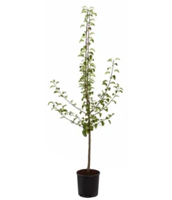 Sommerbirne 'Gute Luise' -Pflanzen Promotion Geschäft 7658578 PR FS 001 BirneGuteLuisePyrusBusch95LiterDehnerExpressZS