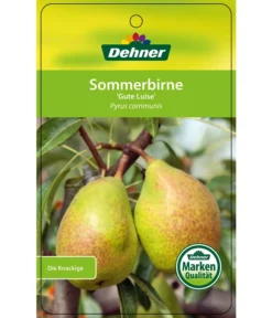 Sommerbirne 'Gute Luise' -Pflanzen Promotion Geschäft 7658578 SommerbirneGuteLuise Etikett 1