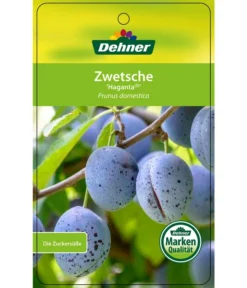 Zwetschge 'Haganta' 6 Zwetschge 'Haganta' -Pflanzen Promotion Geschäft 7662257 ZwetscheHaganta Etikett 1