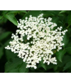 Großfruchtiger Holunder 'Haschberg' -Pflanzen Promotion Geschäft 7662760 PR DE 002 SambucusHolunderHaschbergPixabay